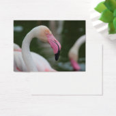 Phoenicopterus roseus (Bureau)