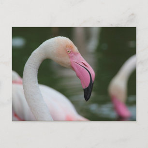 Phoenicopterus roseus briefkaart