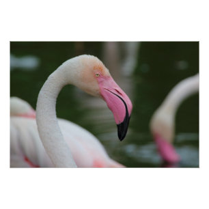 Phoenicopterus roseus perfect poster