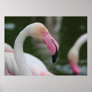 Phoenicopterus roseus poster