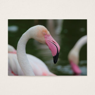 Phoenicopterus roseus visitekaartjes