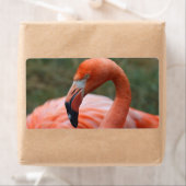 Phoenicopterus ruber etiket (Insitu)