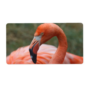 Phoenicopterus ruber etiket
