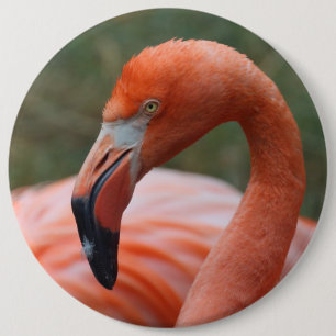 Phoenicopterus ruber ronde button 6,0 cm