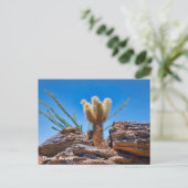 Phoenix Arizona, Young Teddy Bear Cholla Cactus Briefkaart (Staand voorkant)