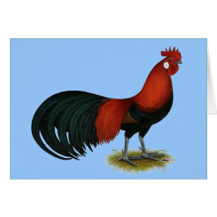 Phoenix : BB Red Rooster