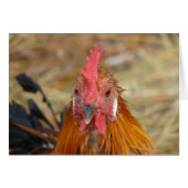 Phoenix blijft de Camera neer (Voorkant Horizontaal)