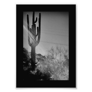 Phoenix Cactus Foto Afdruk