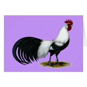 Phoenix : Coq argenté de Duckwing