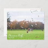 Phoenix Park Briefkaart (Voorkant / Achterkant)