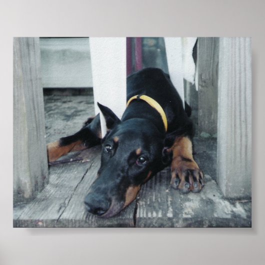 Phoenix Poster (Voorkant)