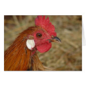 Phoenix Rooster (Devant horizontal)