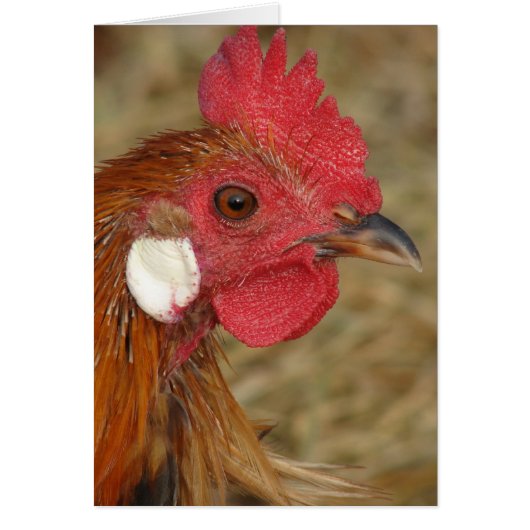 Phoenix Rooster (Devant)