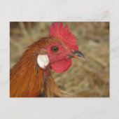 Phoenix Rooster Briefkaart (Voorkant)