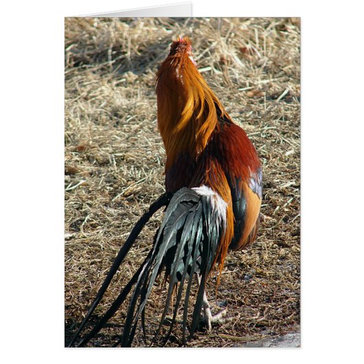 Phoenix Rooster De Derrière Toute Occasion Vierge (Devant)
