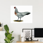 Phoenix: Silver Duckwing Hen Poster (Thuiskantoor)