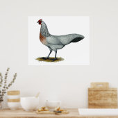 Phoenix: Silver Duckwing Hen Poster (Keuken)