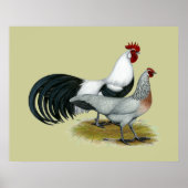 Phoenix: Silver Duckwing Pair Poster (Voorkant)