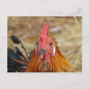Phoenix staart naar de camera briefkaart