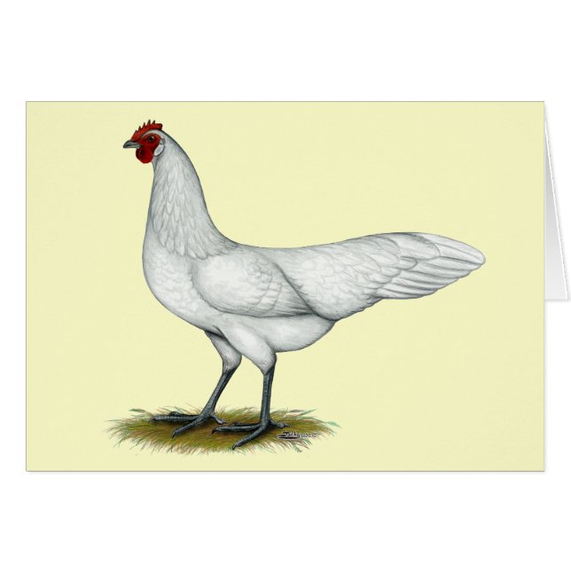 Phoenix: White Hen (Voorkant Horizontaal)