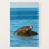 Phoque commun (Dos)