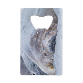 Phoque d'éléphant dormant (Devant)