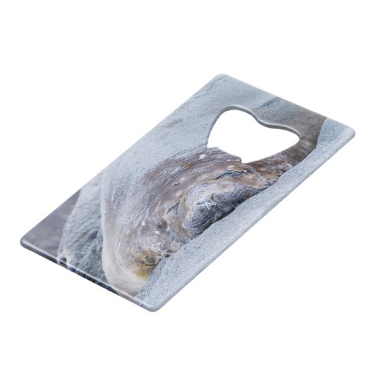 Phoque d'éléphant dormant (Devant Angle)