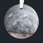 Phoque d'éléphant dormant<br><div class="desc">Un jeune phoque éléphant dort sur la plage en Antarctique.

©Angelika Stern</div>