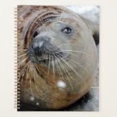 Phoque gris sur glace (Devant)