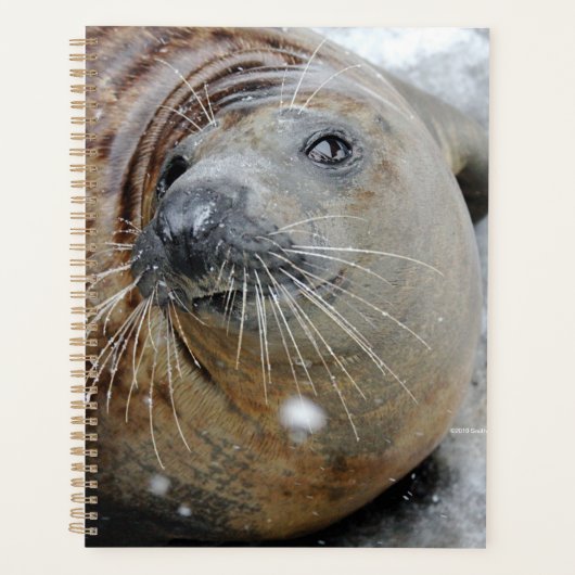 Phoque gris sur glace (Devant)