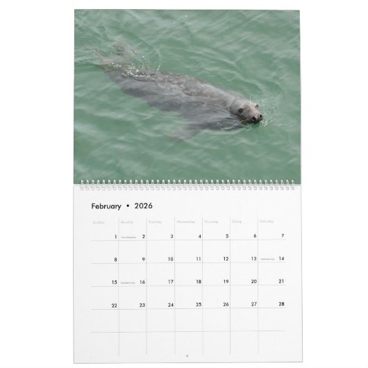 Phoques du calendrier de Cape Cod (Feb 2026)