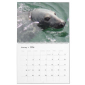 Phoques du calendrier de Cape Cod (Jan 2026)