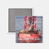 Phoques du port bronzage Sitka Alaska Magnet (Recto/Verso)