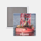 Phoques du port - Sitka Alaska Magnet (Recto/Verso)
