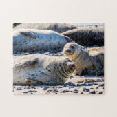 Phoques gris reposant, Jigsaw Puzzle (Horizontal)