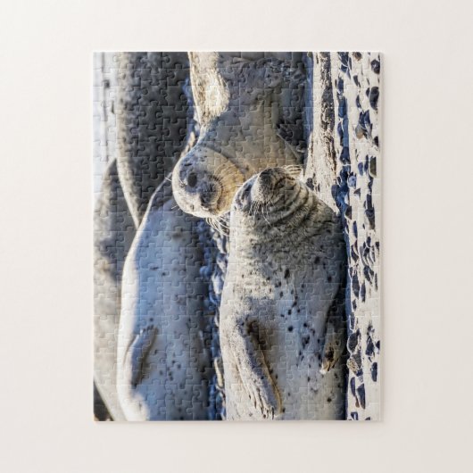 Phoques gris reposant, Jigsaw Puzzle (Vertical)