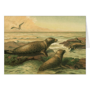 Phoques léopards, Animaux aquatiques vintage Vie m