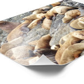 Phoques photo 6x4 (Coin)