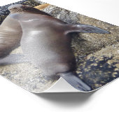 Phoques photo 6x4 (Coin)