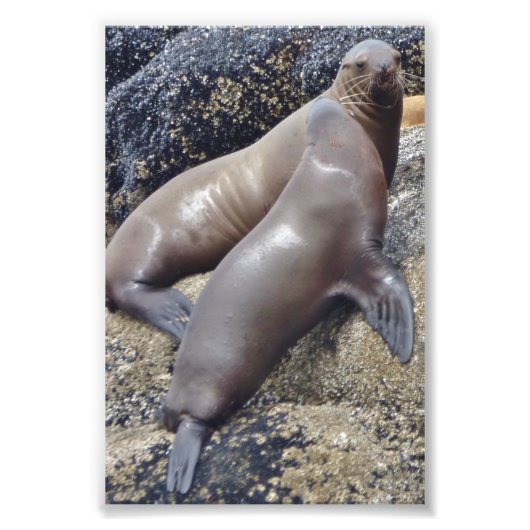 Phoques photo 6x4 (Devant)