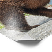 Photo 11" x 14" de grizzli (Coin)