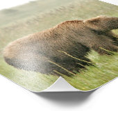 Photo 4x6 de l'ours grizzli (Coin)