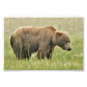 Photo 4x6 de l'ours grizzli