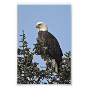 photo 6x4 d'aigle