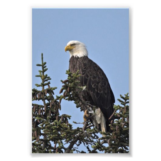 photo 6x4 d'aigle (Devant)