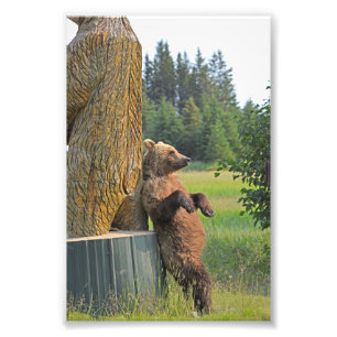 photo 6x4 de l'ours grizzli