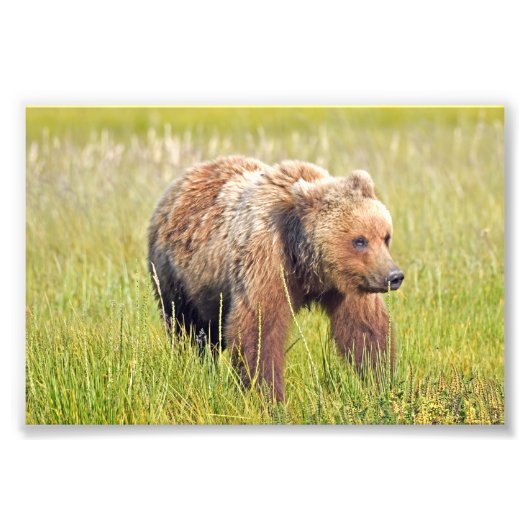 photo 6x4 de l'ours grizzli (Devant)