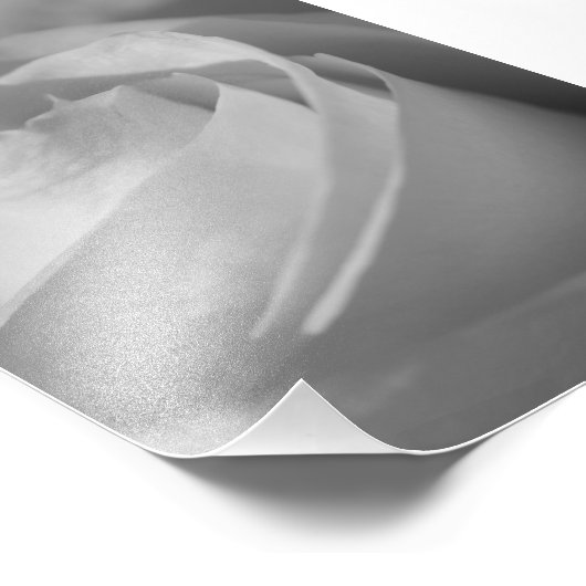 Photo à la rose blanche (Coin)