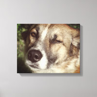 Photo à visage de chien à impression simple