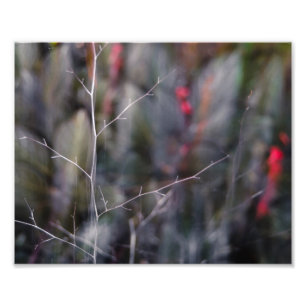 photo abstraite de branche